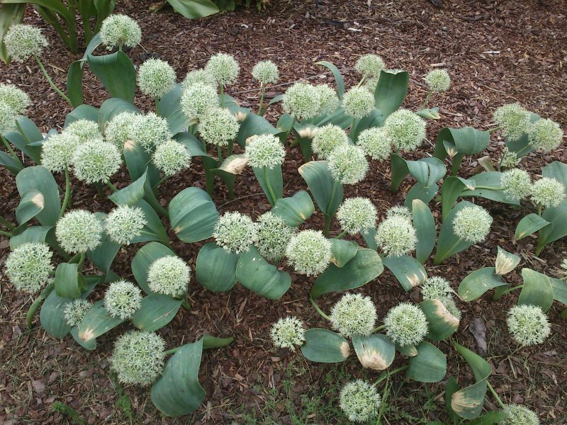 Allium karataviense 'Ivory Queen' Лук каратавский